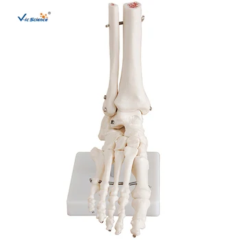 בגודל מטר משותפת הרגל שלד מודל מחקרים רפואיים הרגל עצמות השלד מודל הרגל אנטומיים מרפאת להראות דגם הוראה